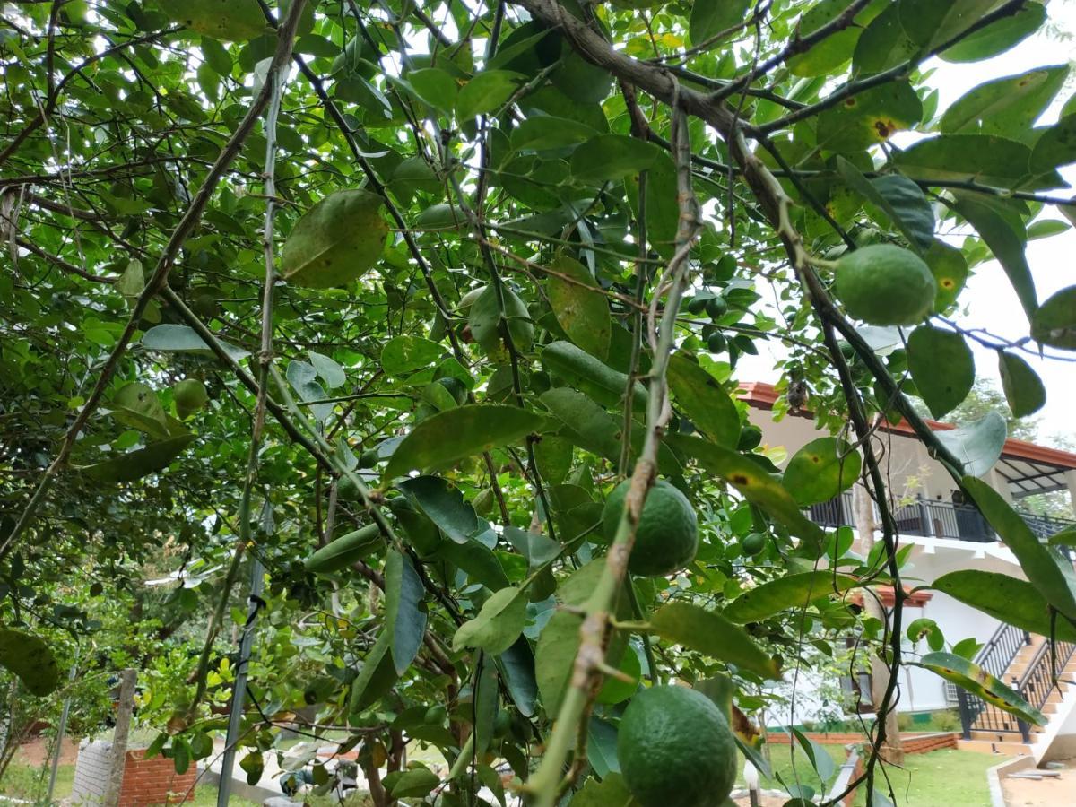 Sigiriya Cashew Palace Resort Daganapothaha Eksteriør bilde